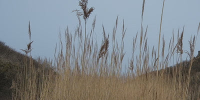 Video of a smiling woman with curly hair at the beach and in tall wheat grass, wearing colorful floral summer styles from Lollys Laundry, feminine dresses, and matching blazer and trousers sets, styled with a flower bouquet.